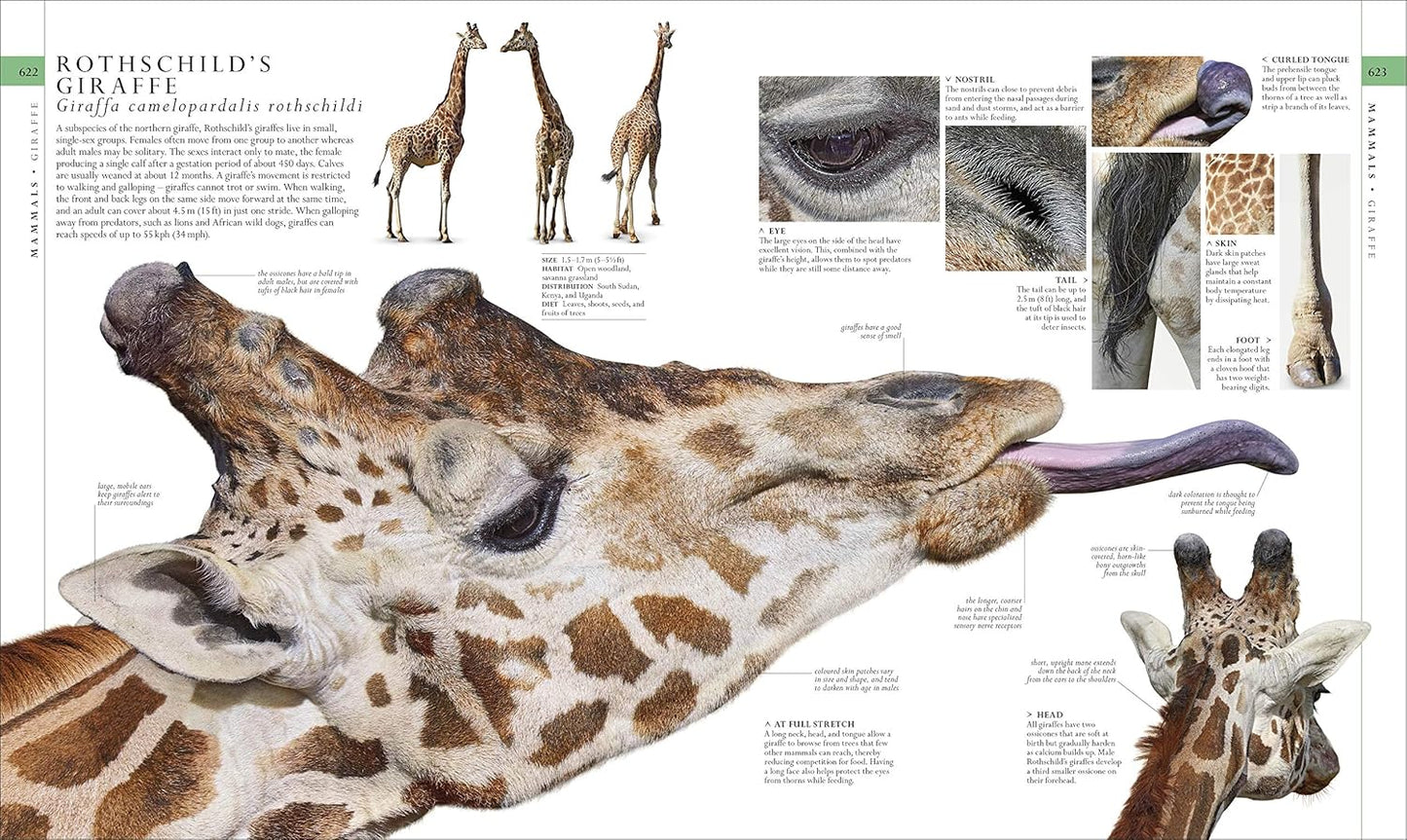 The Natural History Book: The Ultimate Visual Guide to Everything on Earth - DK Definitive Visual Encyclopedias (Hardback)