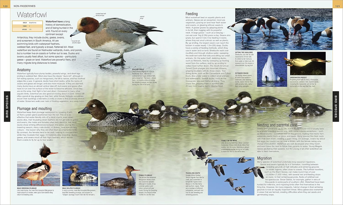 Bird: The Definitive Visual Guide - DK Definitive Visual Encyclopedias (Hardback)