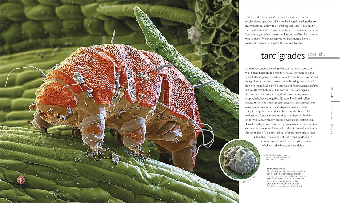 Micro Life: Miracles of the Miniature World Revealed - DK Secret World Encyclopedias (Hardback)