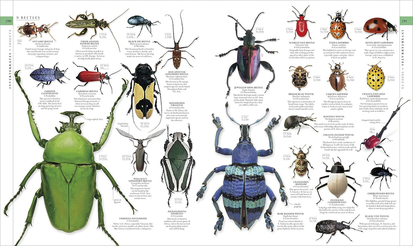 The Natural History Book: The Ultimate Visual Guide to Everything on Earth - DK Definitive Visual Encyclopedias (Hardback)