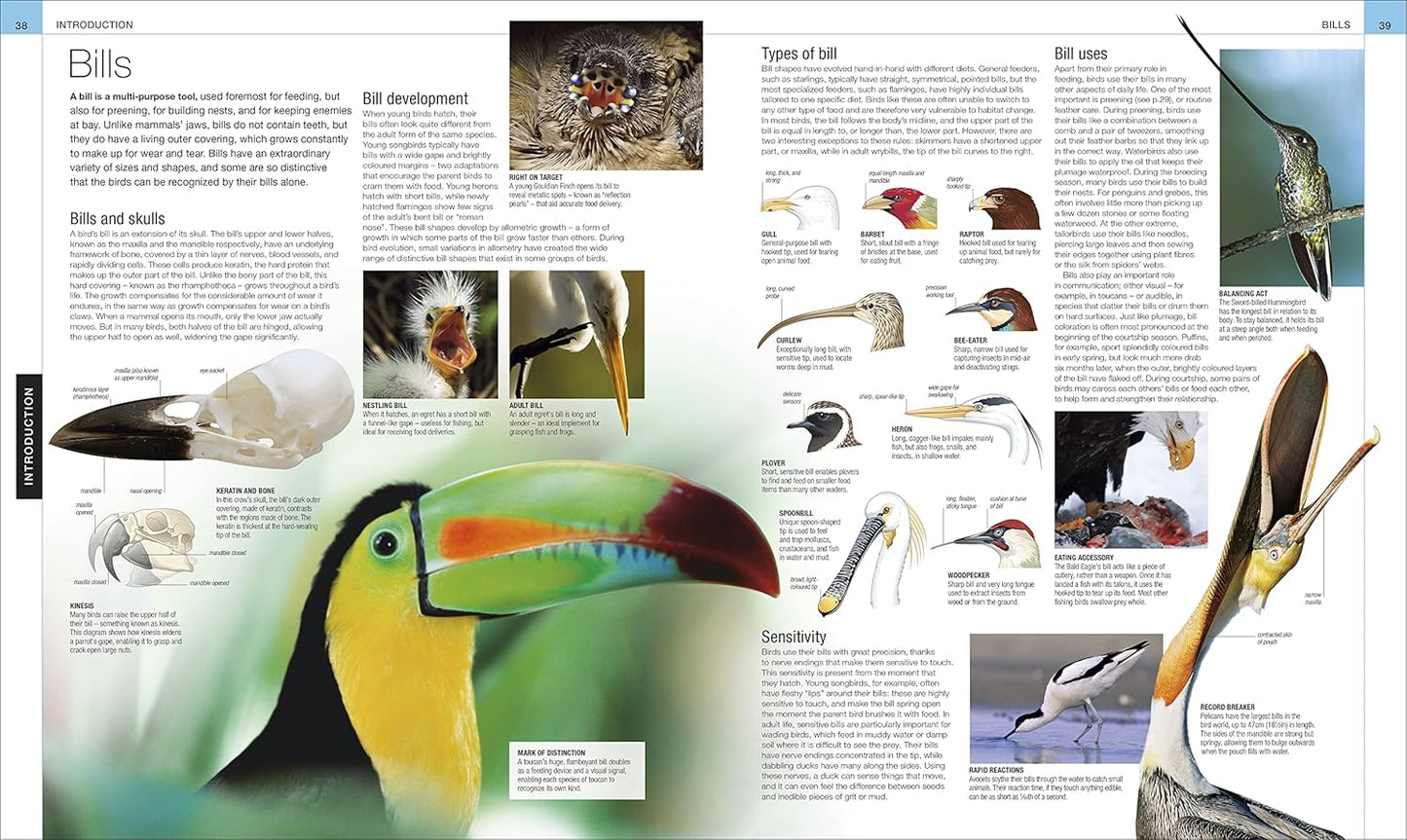 Bird: The Definitive Visual Guide - DK Definitive Visual Encyclopedias (Hardback)