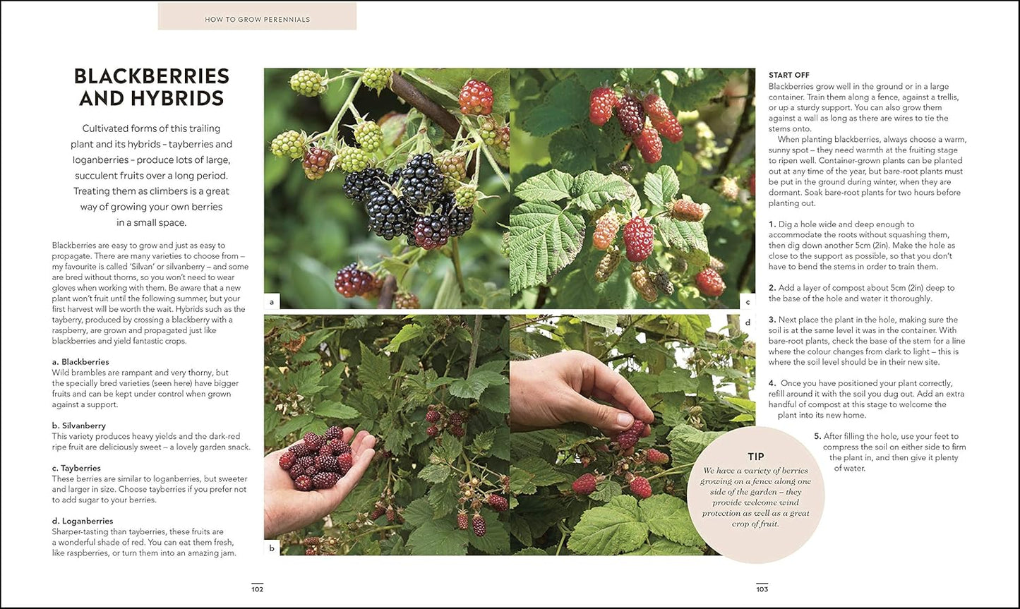 Grow Food for Free: The easy, sustainable, zero-cost way to a plentiful harvest (Hardback)
