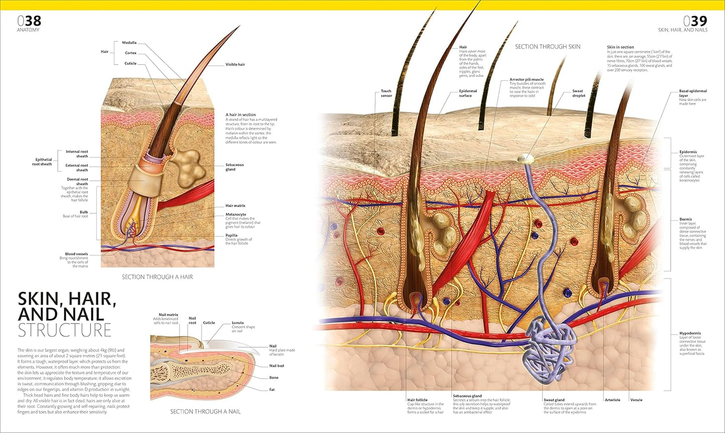 The Complete Human Body: The Definitive Visual Guide - DK Human Body Guides (Hardback)