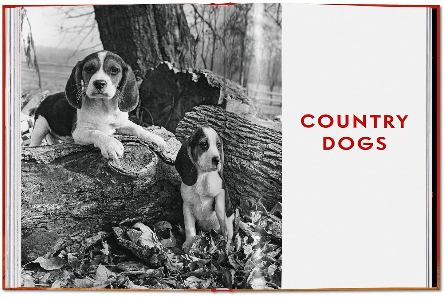 Walter Chandoha. Dogs. Photographs 1941–1991 (Hardback)