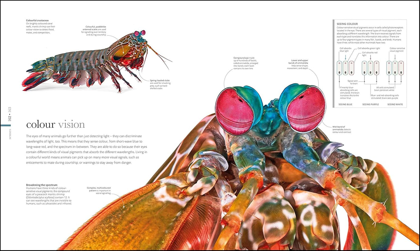 The Science of Animals: Inside their Secret World - DK Secret World Encyclopedias (Hardback)