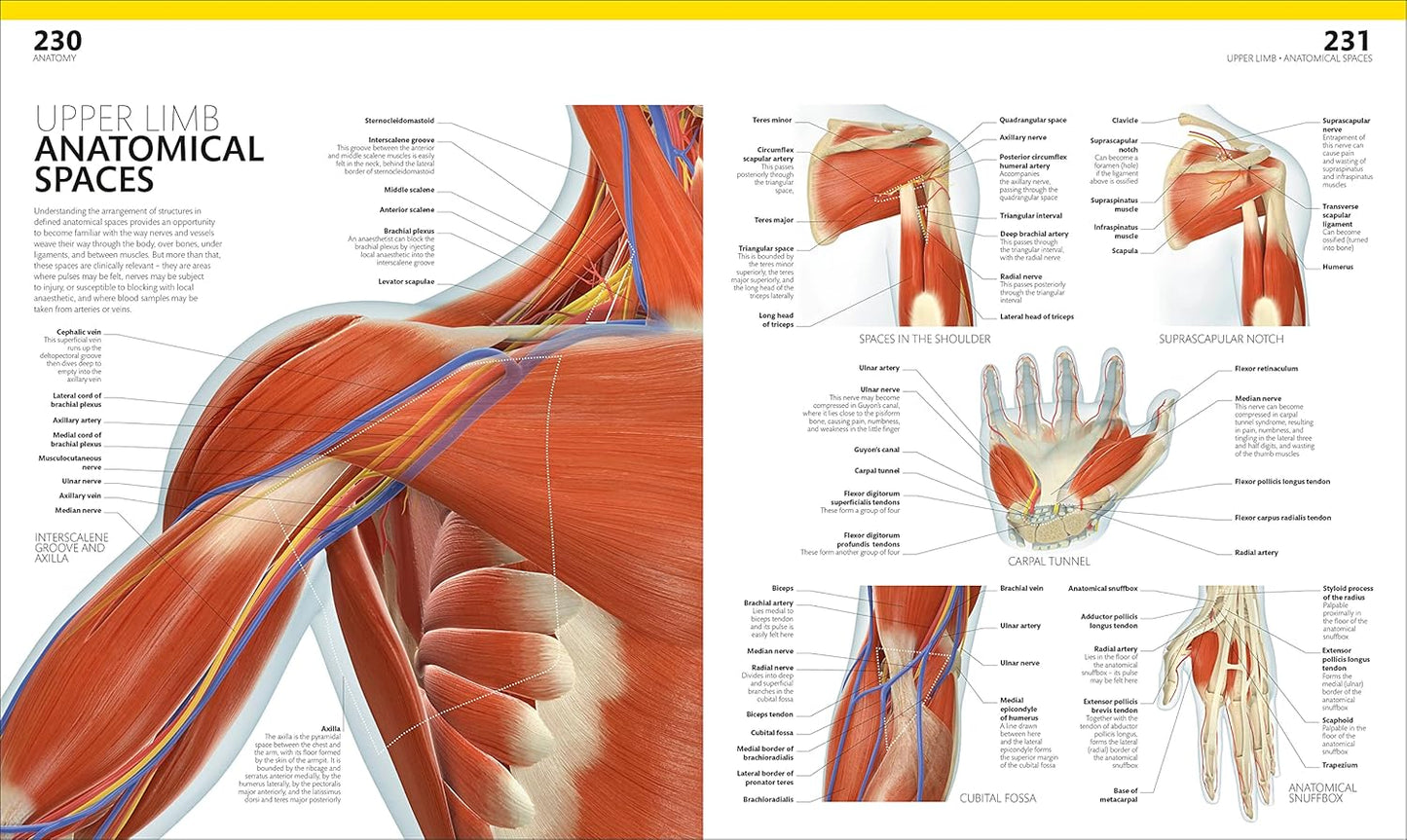 The Complete Human Body: The Definitive Visual Guide - DK Human Body Guides (Hardback)
