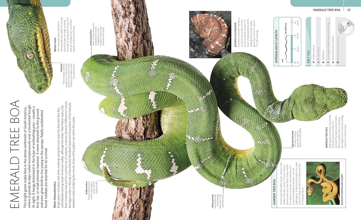 Snake: The Essential Visual Guide (Paperback)