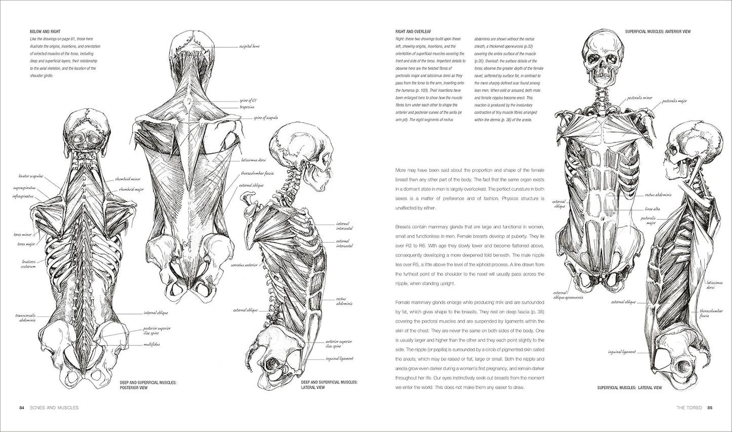 Anatomy for the Artist - DK Practical Art Guides (Hardback)