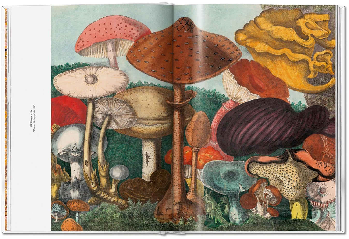 The Gourmand's Mushroom (Hardback)