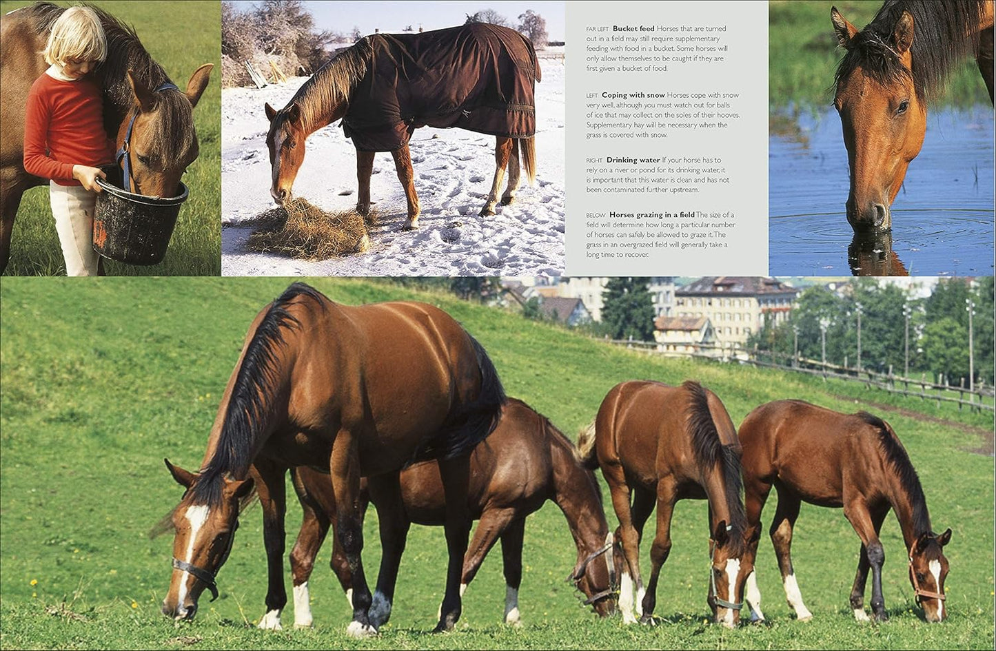 Complete Horse Care Manual - DK Practical Pet Guides (Hardback)
