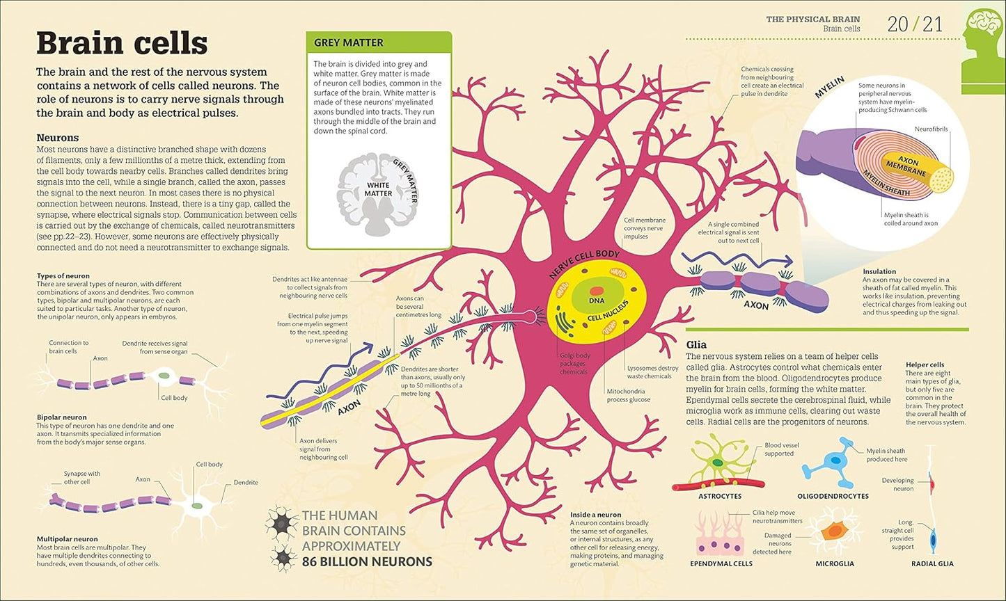 How the Brain Works: The Facts Visually Explained - DK How Stuff Works (Hardback)