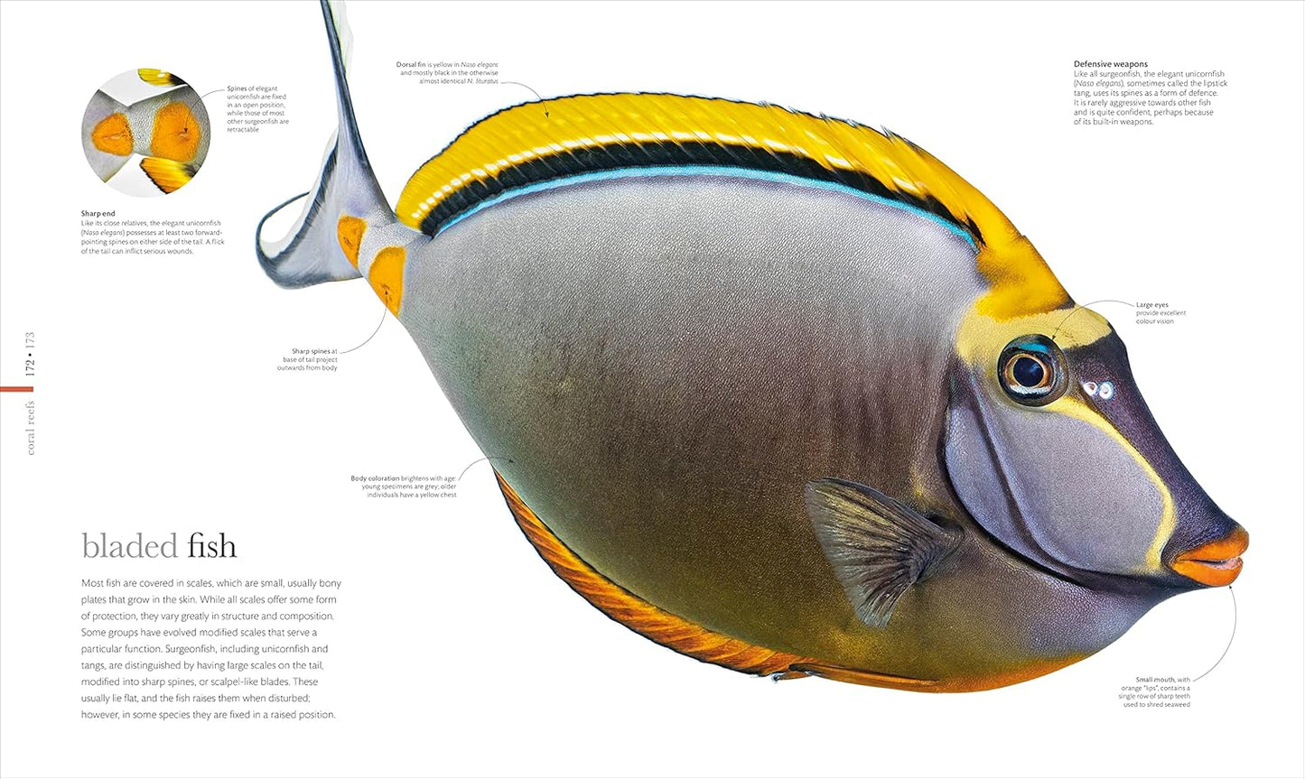 The Science of the Ocean: The Secrets of the Seas Revealed - DK Secret World Encyclopedias (Hardback)