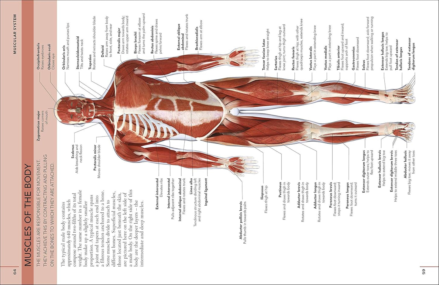 The Concise Human Body Book: An illustrated guide to its structure, function and disorders - DK Human Body Guides (Paperback)