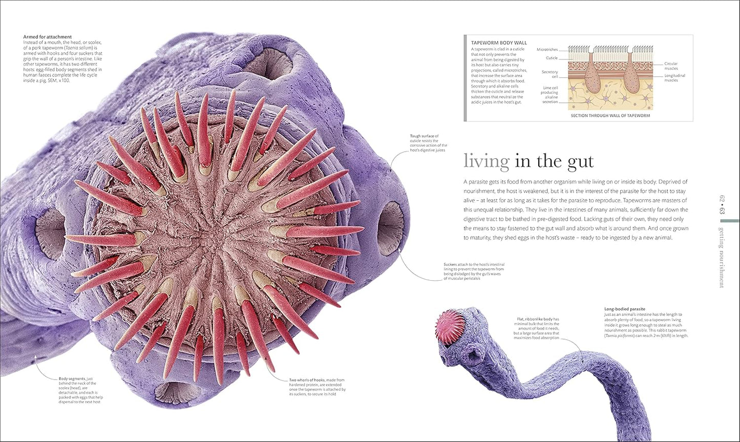 Micro Life: Miracles of the Miniature World Revealed - DK Secret World Encyclopedias (Hardback)