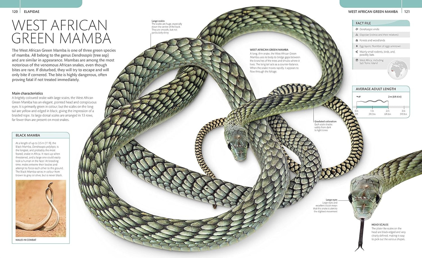 Snake: The Essential Visual Guide (Paperback)