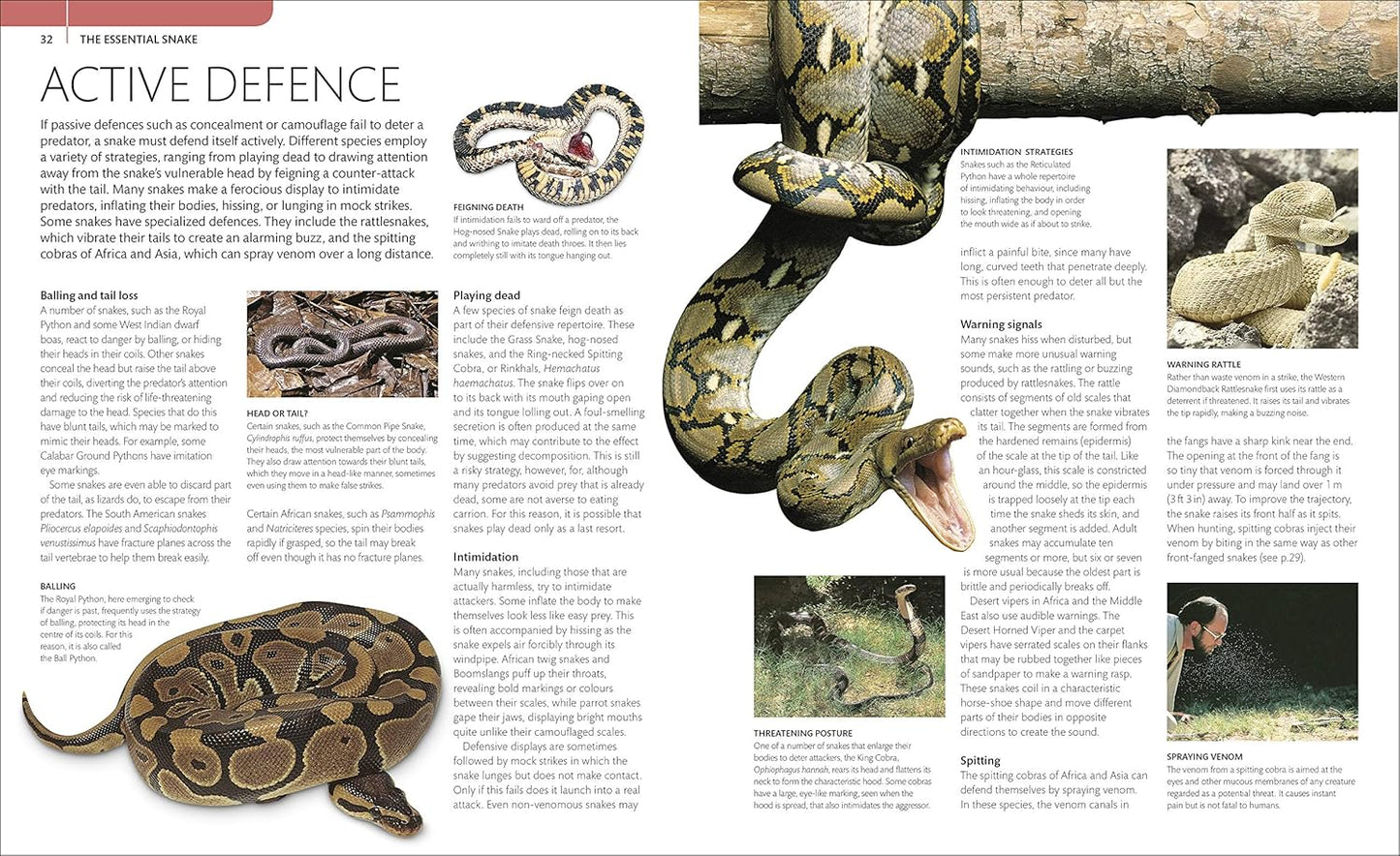 Snake: The Essential Visual Guide (Paperback)