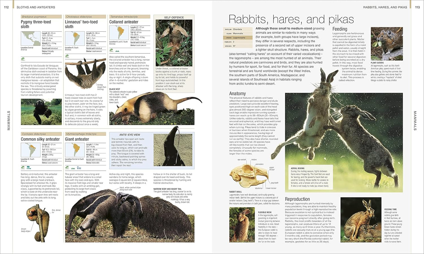 Animal: The Definitive Visual Guide - DK Definitive Visual Encyclopedias (Hardback)