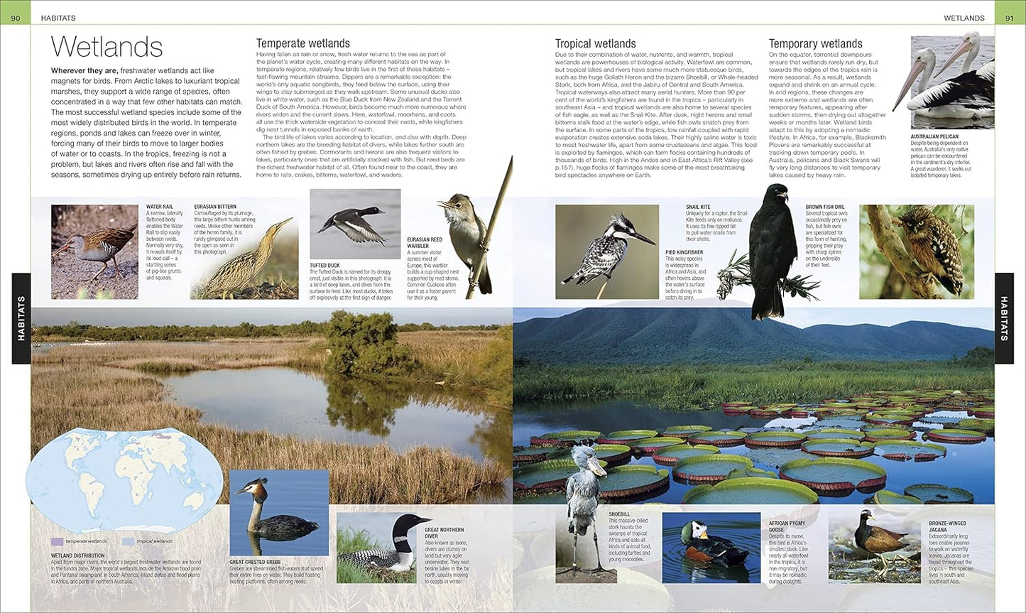 Bird: The Definitive Visual Guide - DK Definitive Visual Encyclopedias (Hardback)