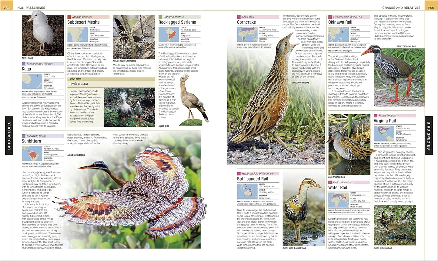 Bird: The Definitive Visual Guide - DK Definitive Visual Encyclopedias (Hardback)