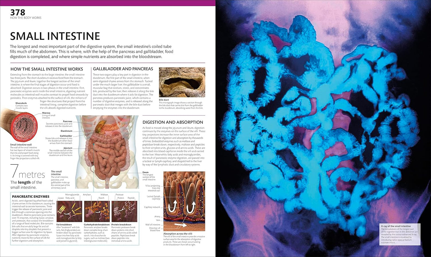 The Complete Human Body: The Definitive Visual Guide - DK Human Body Guides (Hardback)