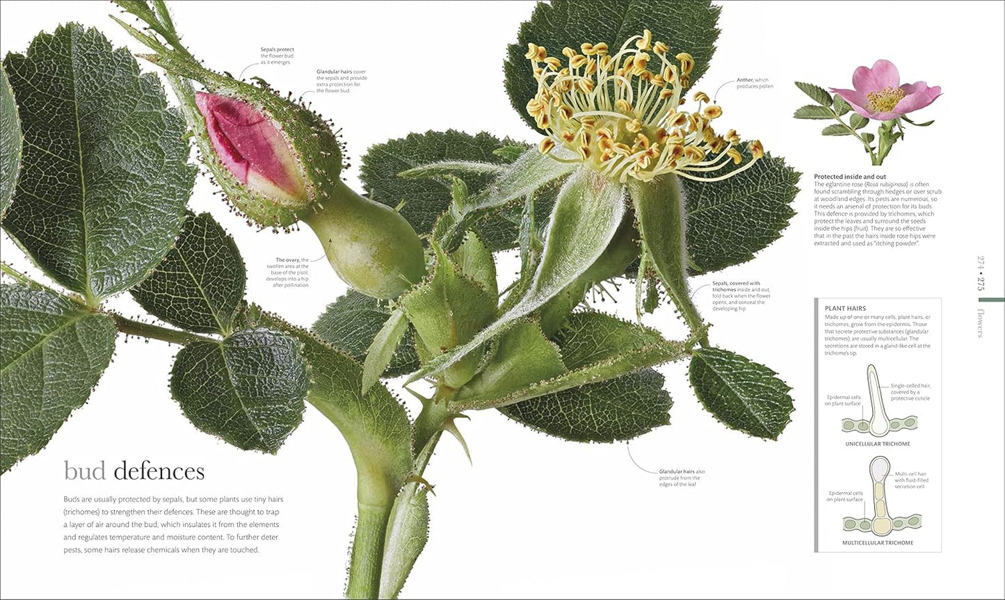 The Science of Plants: Inside their Secret World - DK Secret World Encyclopedias (Hardback)