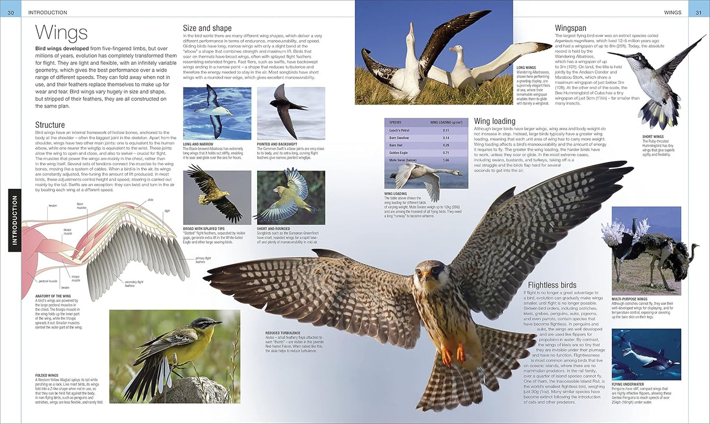 Bird: The Definitive Visual Guide - DK Definitive Visual Encyclopedias (Hardback)