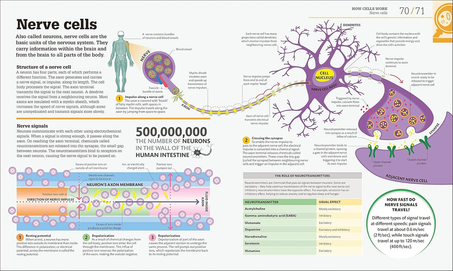 How Biology Works: The Facts Visually Explained - DK How Stuff Works (Hardback)