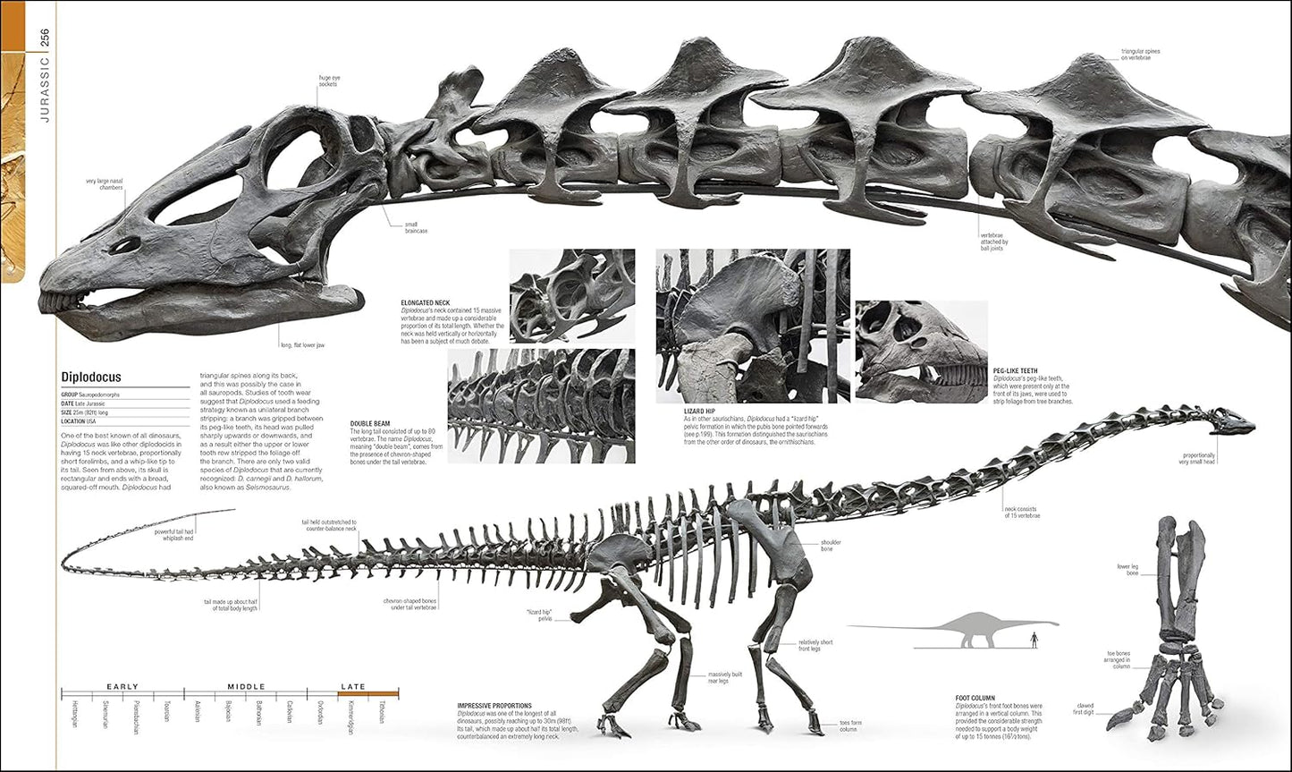 Dinosaurs and Prehistoric Life: The Definitive Visual Guide to Prehistoric Animals - DK Definitive Visual Encyclopedias (Hardback)