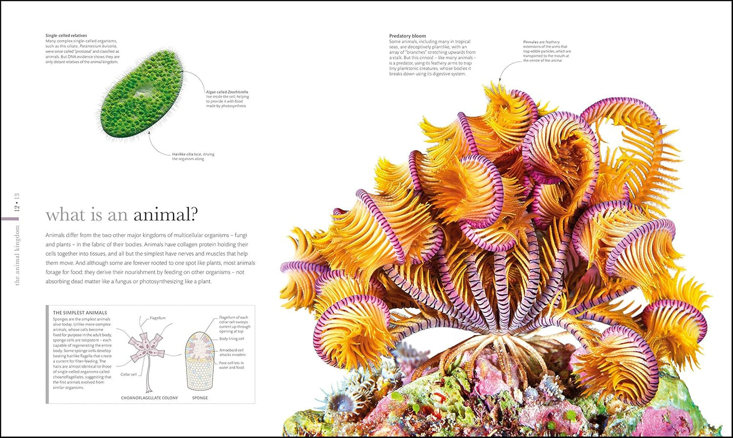 The Science of Animals: Inside their Secret World - DK Secret World Encyclopedias (Hardback)