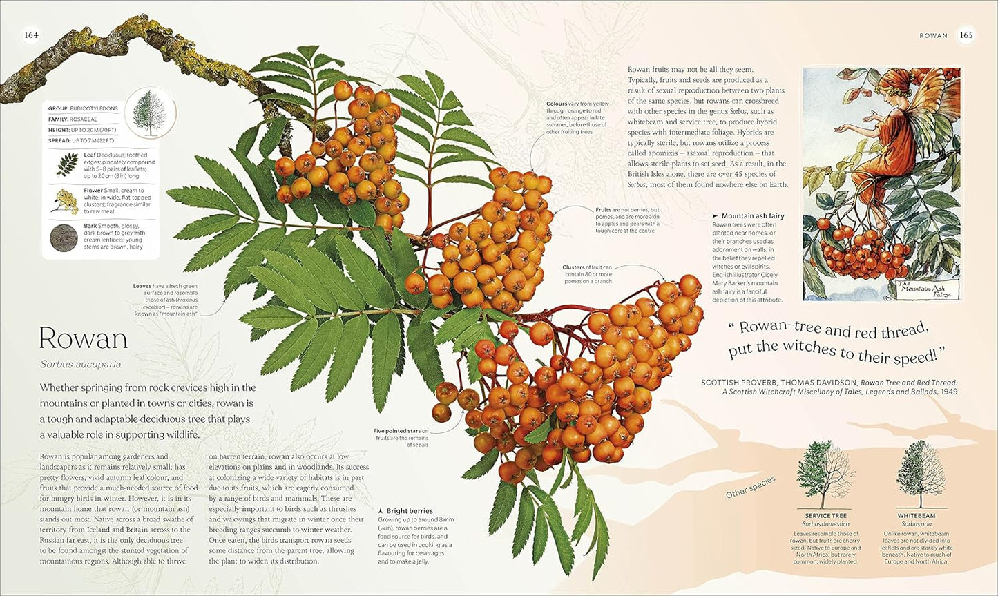 The Tree Book: The Stories, Science, and History of Trees (Hardback)