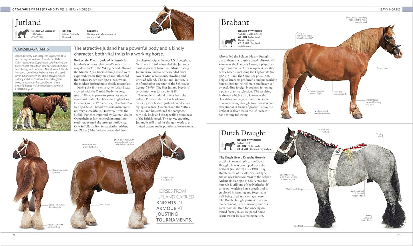 The Horse Encyclopedia - DK Pet Encyclopedias (Hardback)
