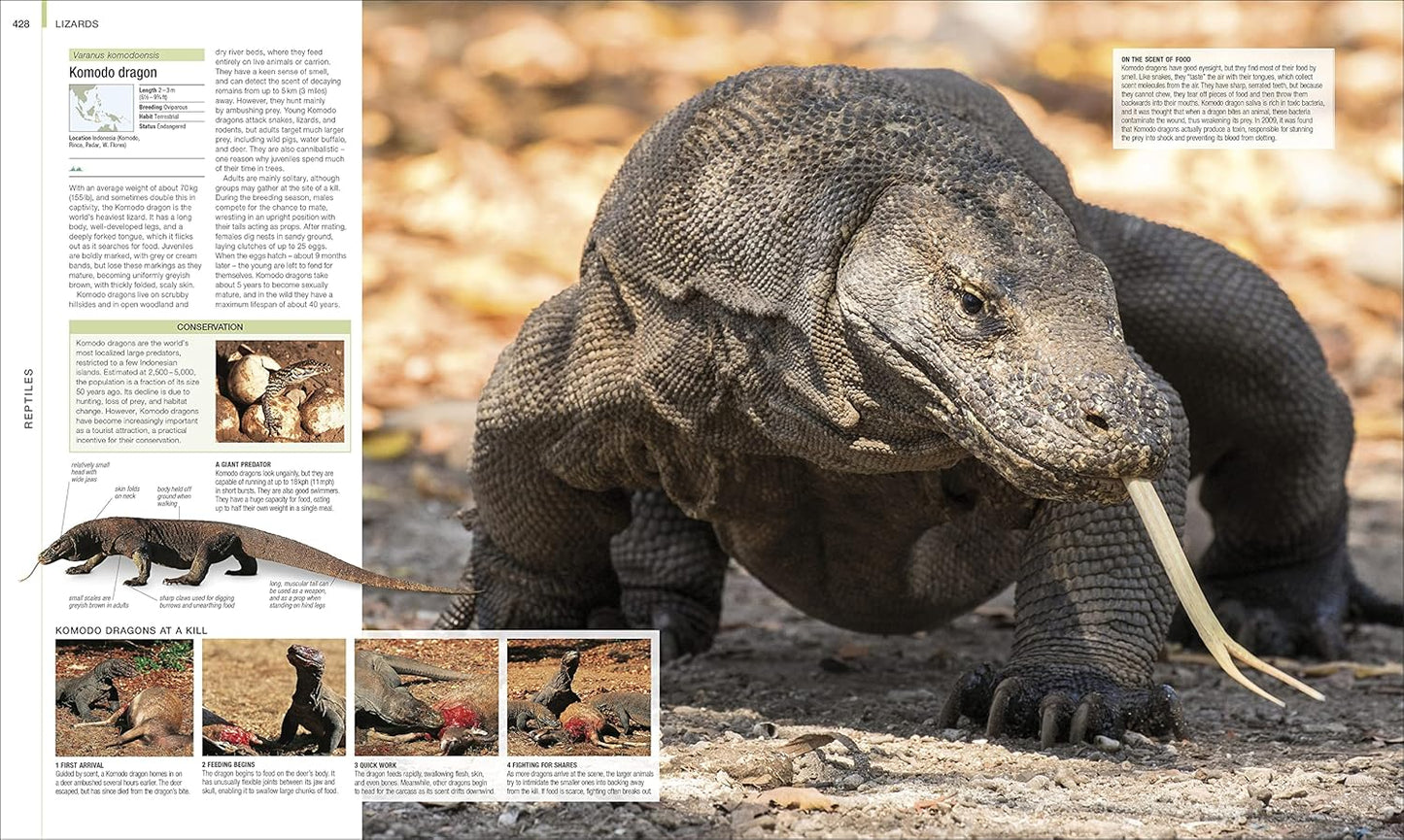 Animal: The Definitive Visual Guide - DK Definitive Visual Encyclopedias (Hardback)