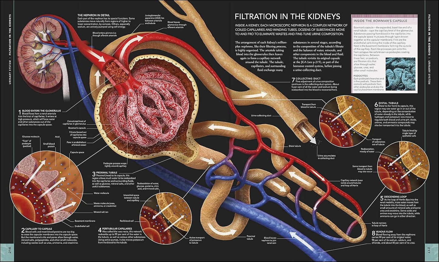 The Human Body Book - DK Human Body Guides (Hardback)