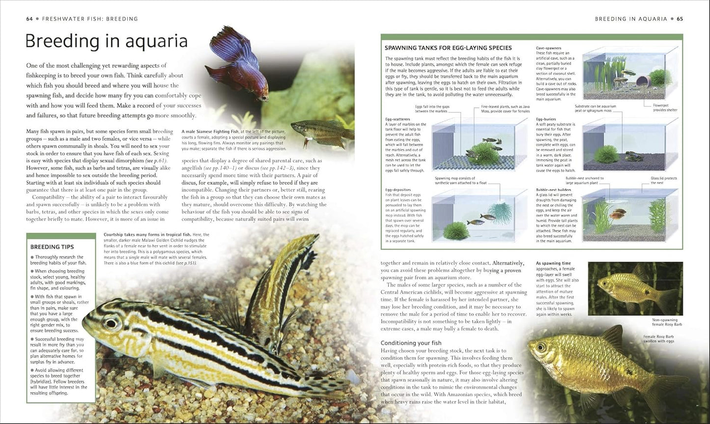 Encyclopedia of Aquarium and Pond Fish - DK Pet Encyclopedias (Hardback)
