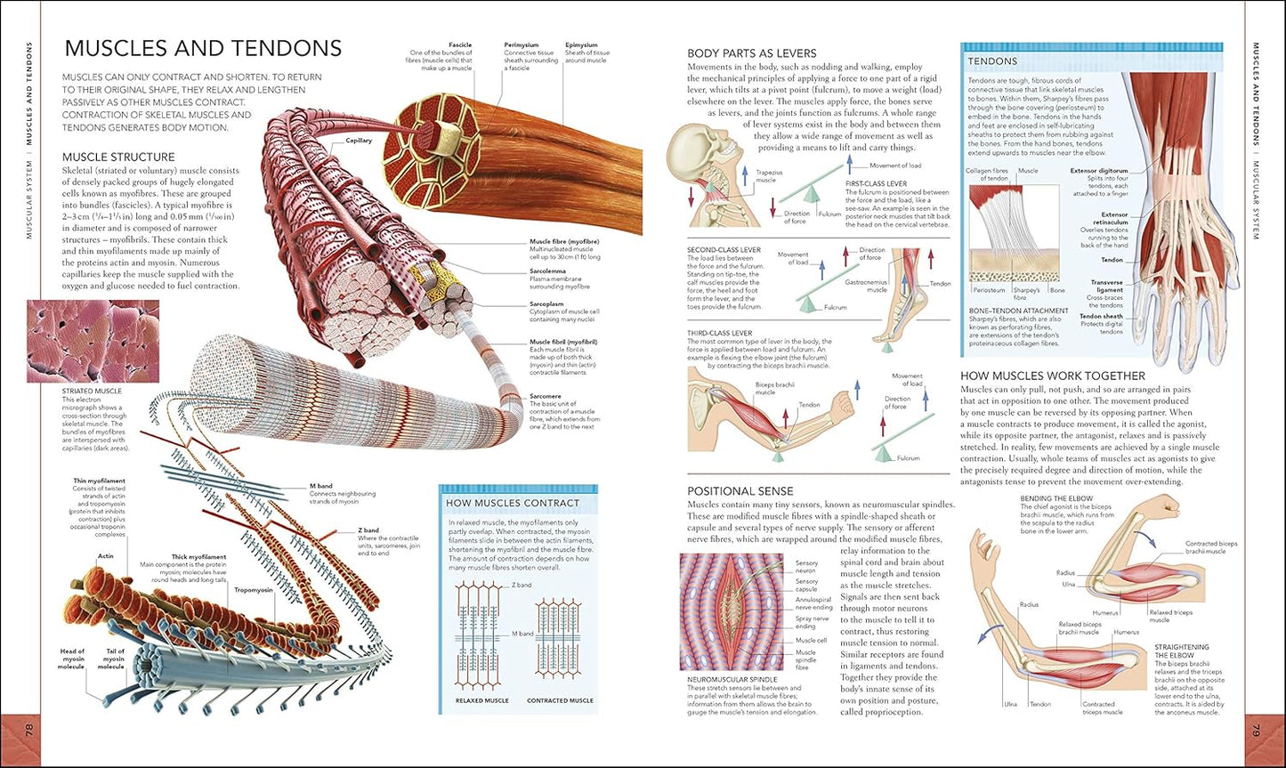 The Human Body Book - DK Human Body Guides (Hardback)