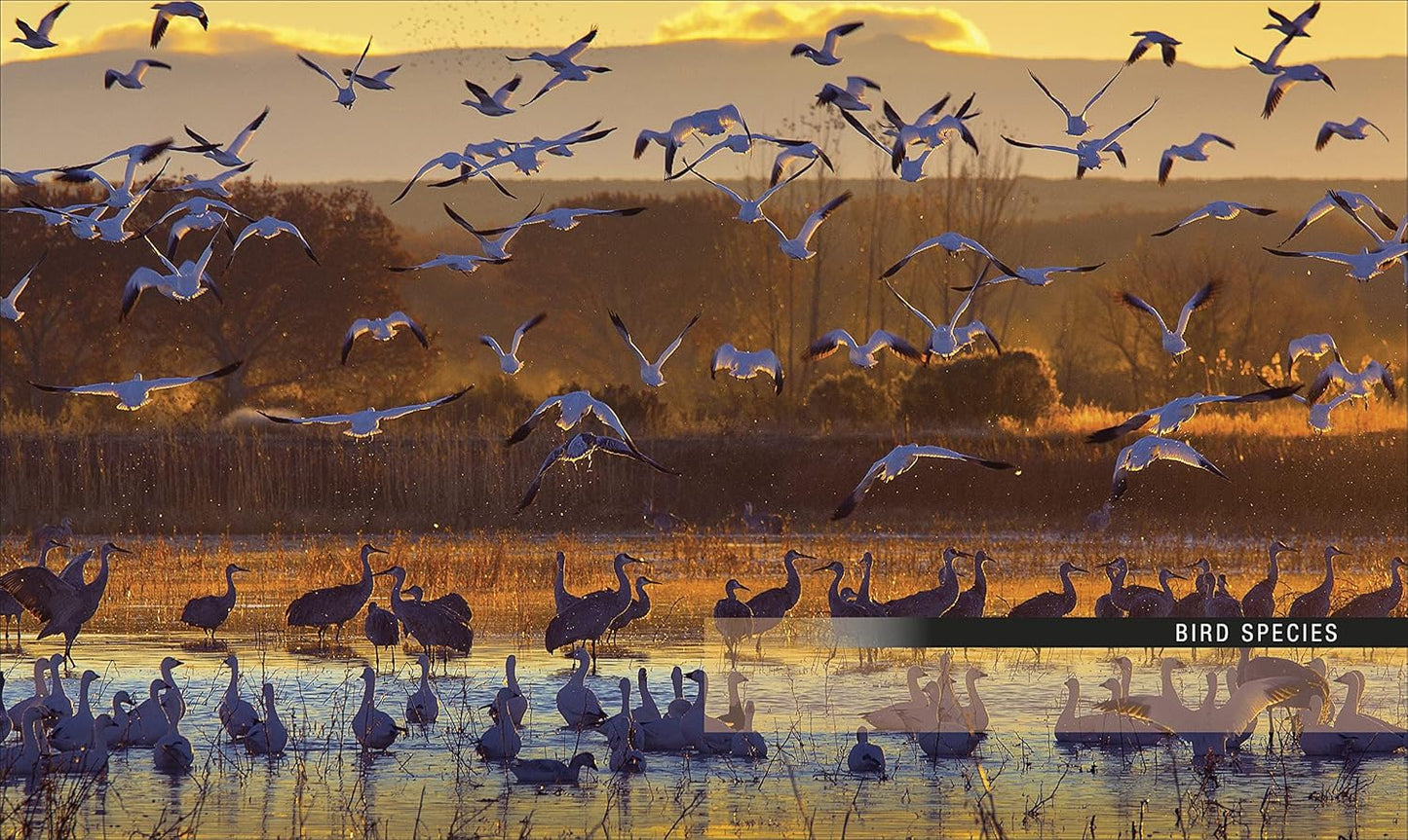 Bird: The Definitive Visual Guide - DK Definitive Visual Encyclopedias (Hardback)