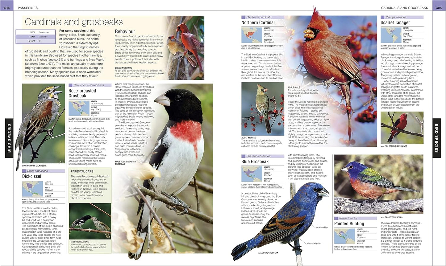 Bird: The Definitive Visual Guide - DK Definitive Visual Encyclopedias (Hardback)