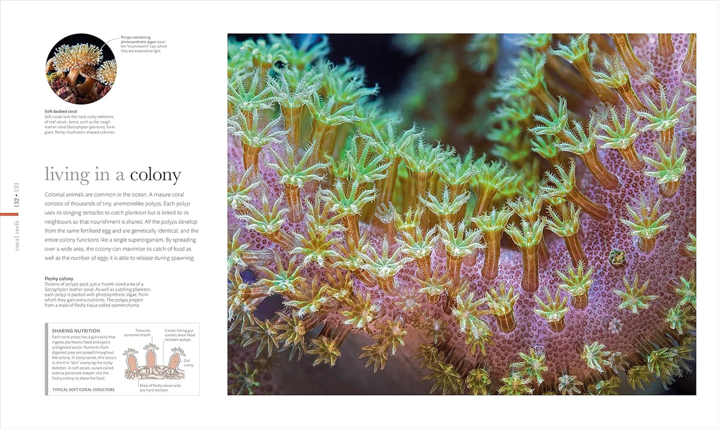The Science of the Ocean: The Secrets of the Seas Revealed - DK Secret World Encyclopedias (Hardback)