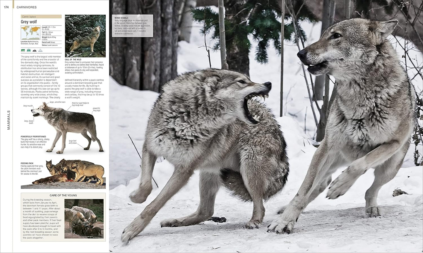 Animal: The Definitive Visual Guide - DK Definitive Visual Encyclopedias (Hardback)