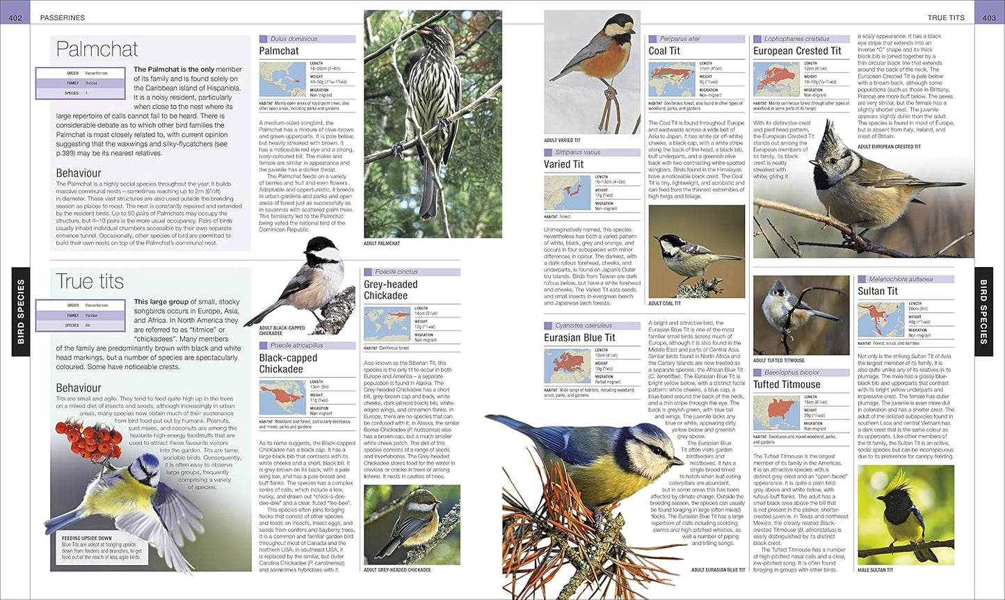 Bird: The Definitive Visual Guide - DK Definitive Visual Encyclopedias (Hardback)