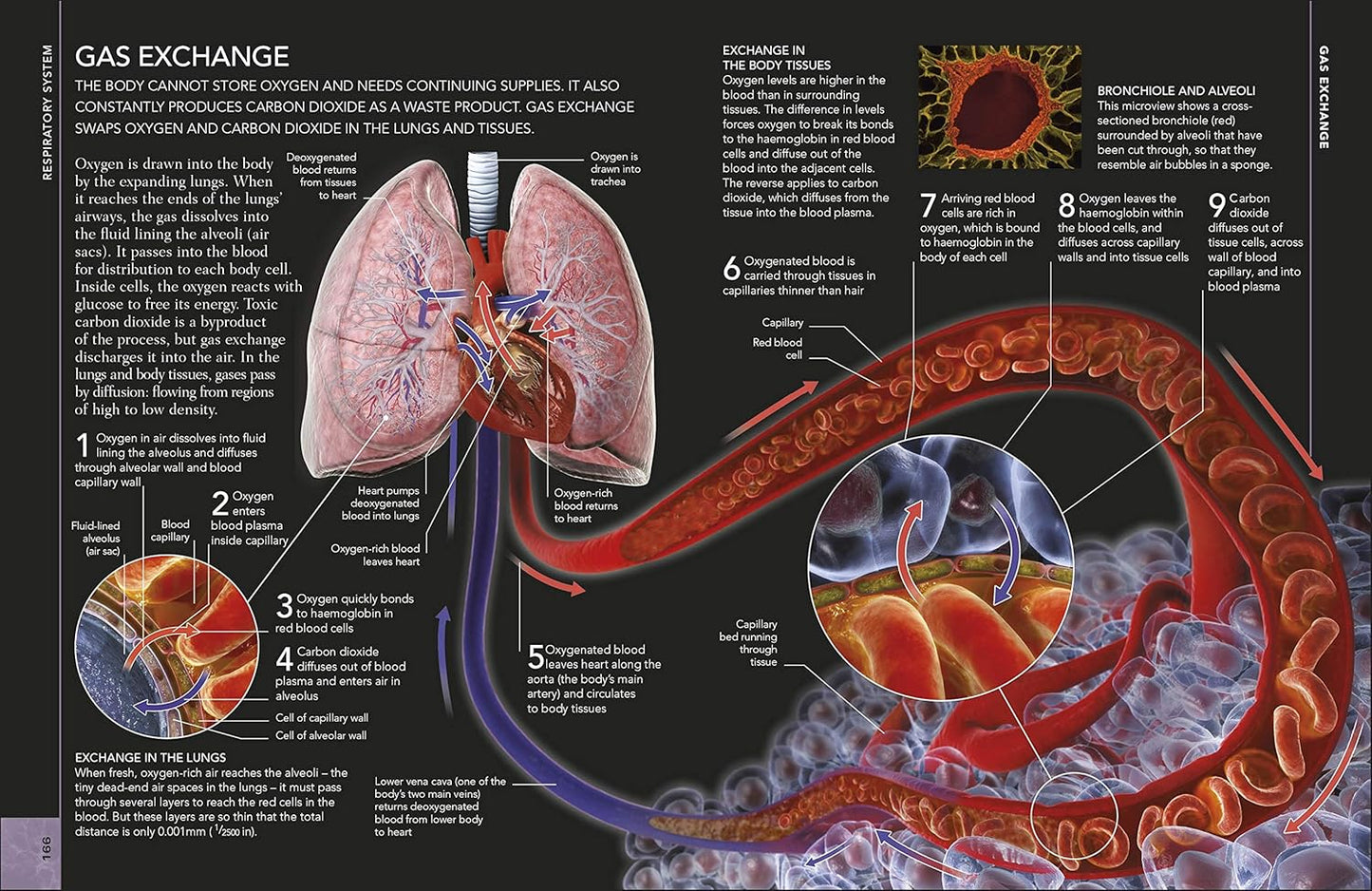 The Concise Human Body Book: An illustrated guide to its structure, function and disorders - DK Human Body Guides (Paperback)