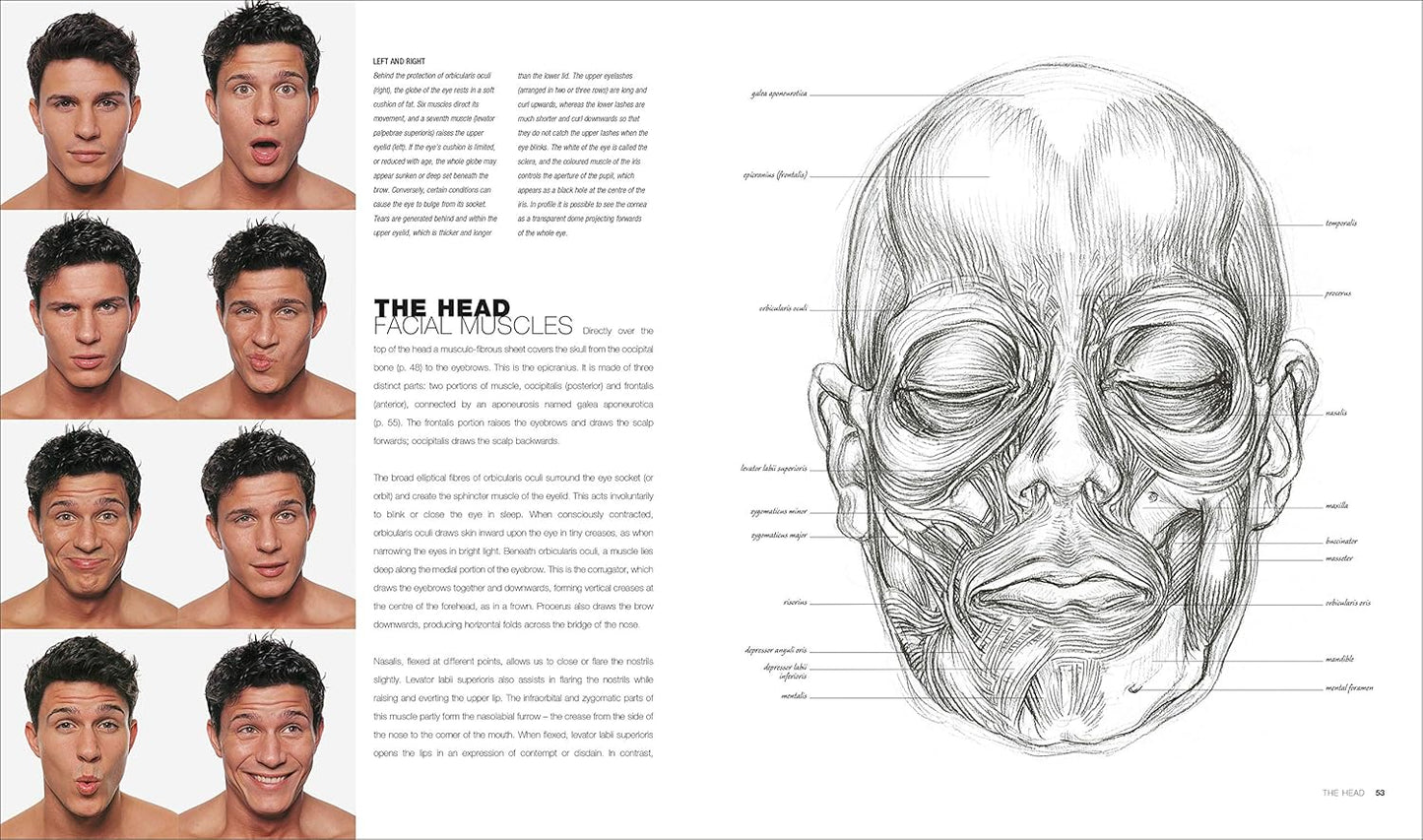 Anatomy for the Artist - DK Practical Art Guides (Hardback)