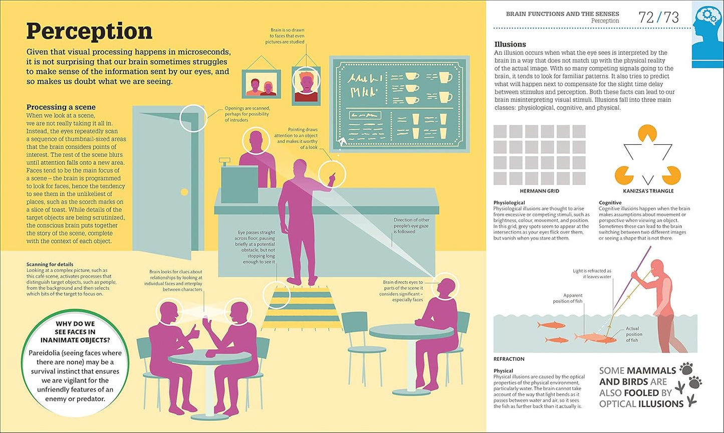 How the Brain Works: The Facts Visually Explained - DK How Stuff Works (Hardback)