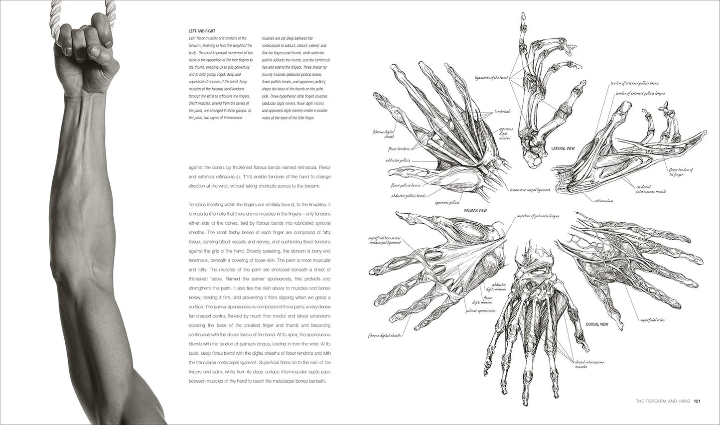 Anatomy for the Artist - DK Practical Art Guides (Hardback)