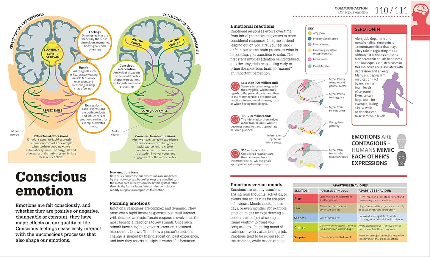 How the Brain Works: The Facts Visually Explained - DK How Stuff Works (Hardback)