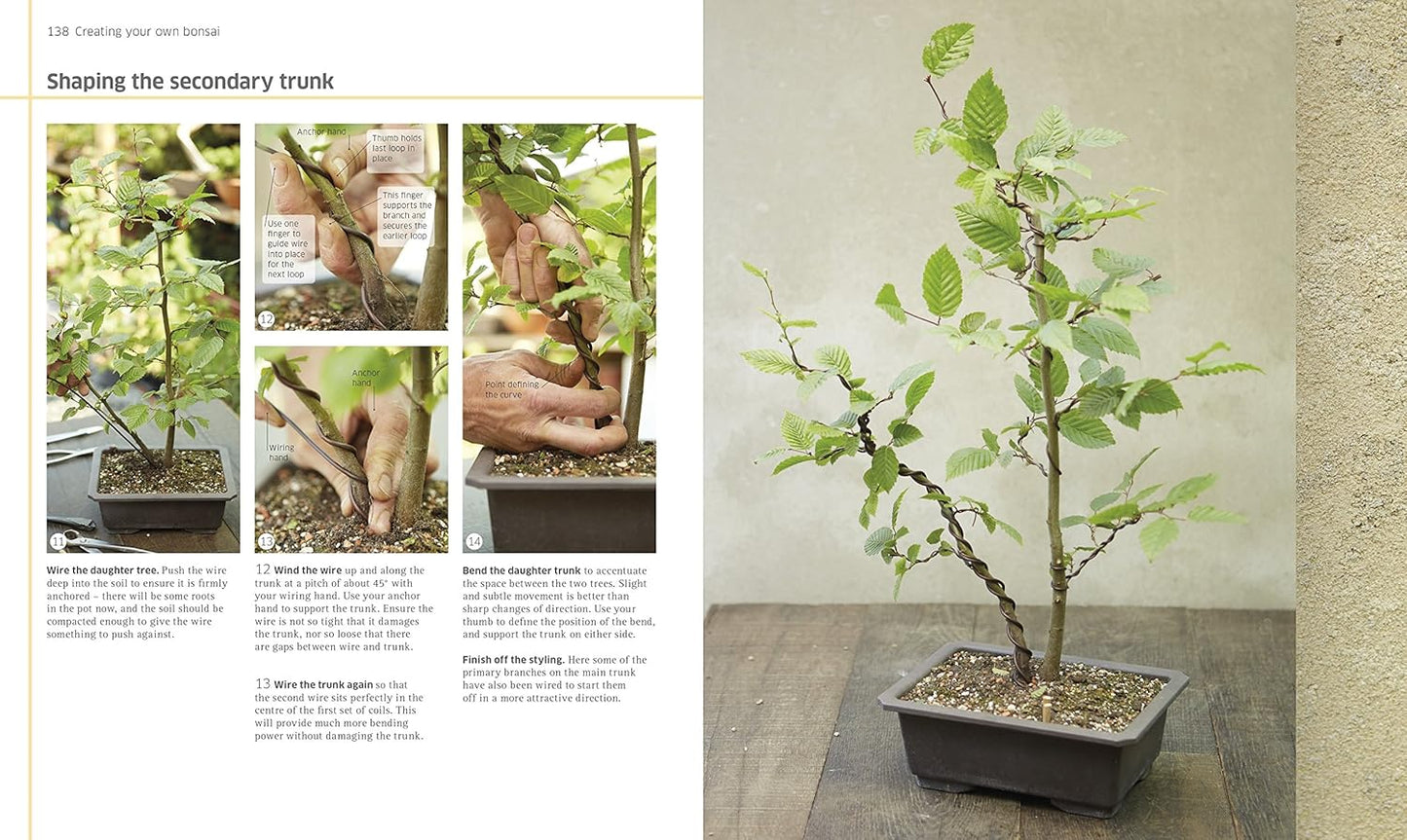 Bonsai (Hardback)