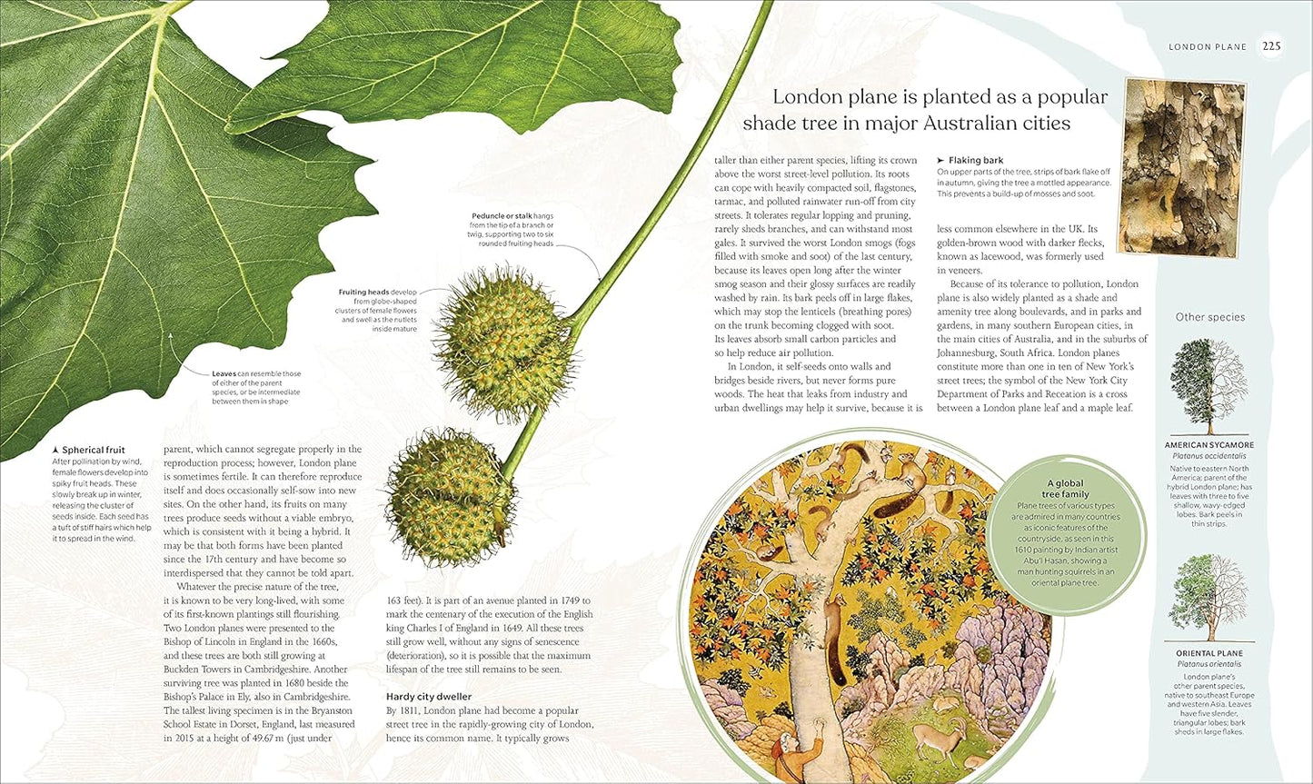 The Tree Book: The Stories, Science, and History of Trees (Hardback)