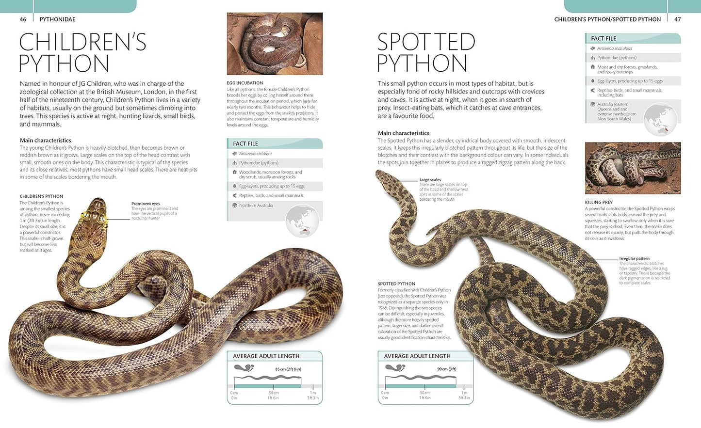 Snake: The Essential Visual Guide (Paperback)