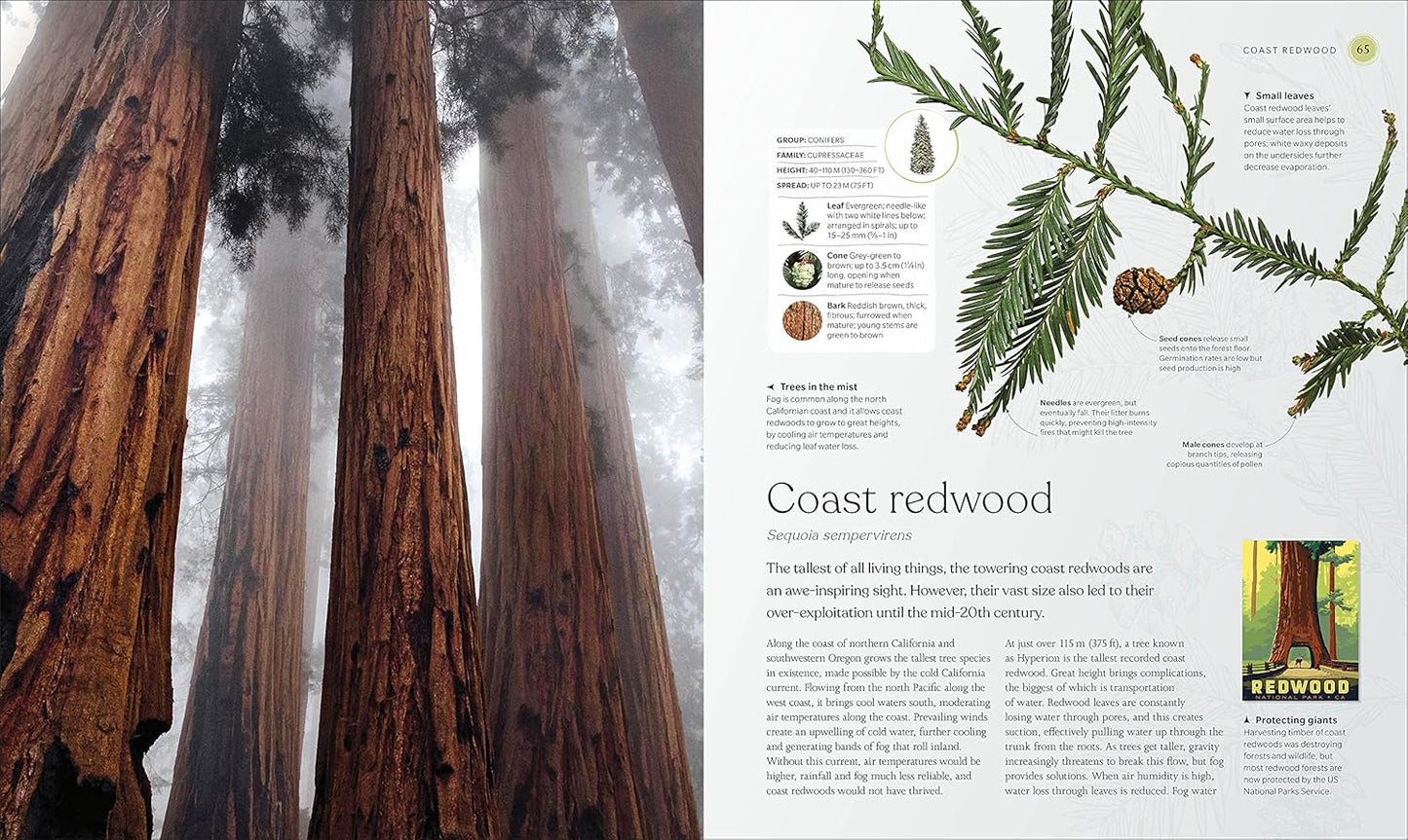 The Tree Book: The Stories, Science, and History of Trees (Hardback)