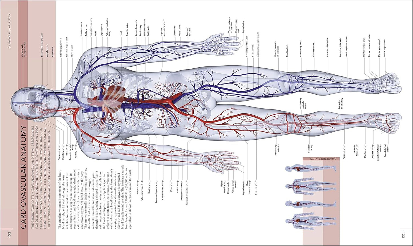The Human Body Book - DK Human Body Guides (Hardback)